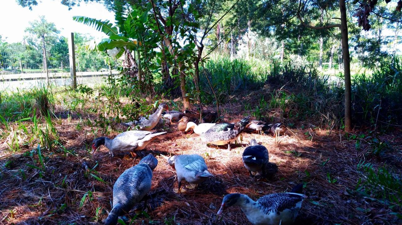 Choupana Das Araucarias Sapiranga Ngoại thất bức ảnh
